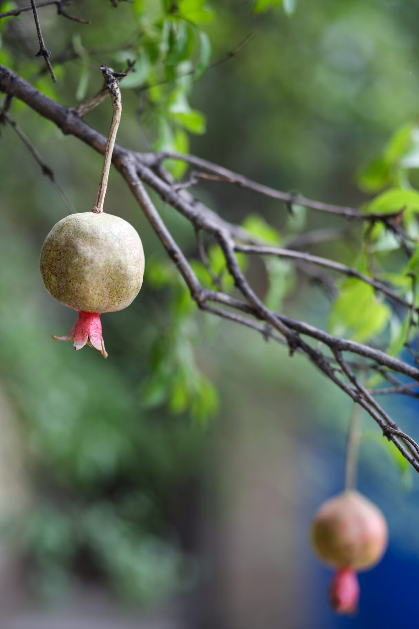 Photo of a tree blossom in Afghanistan