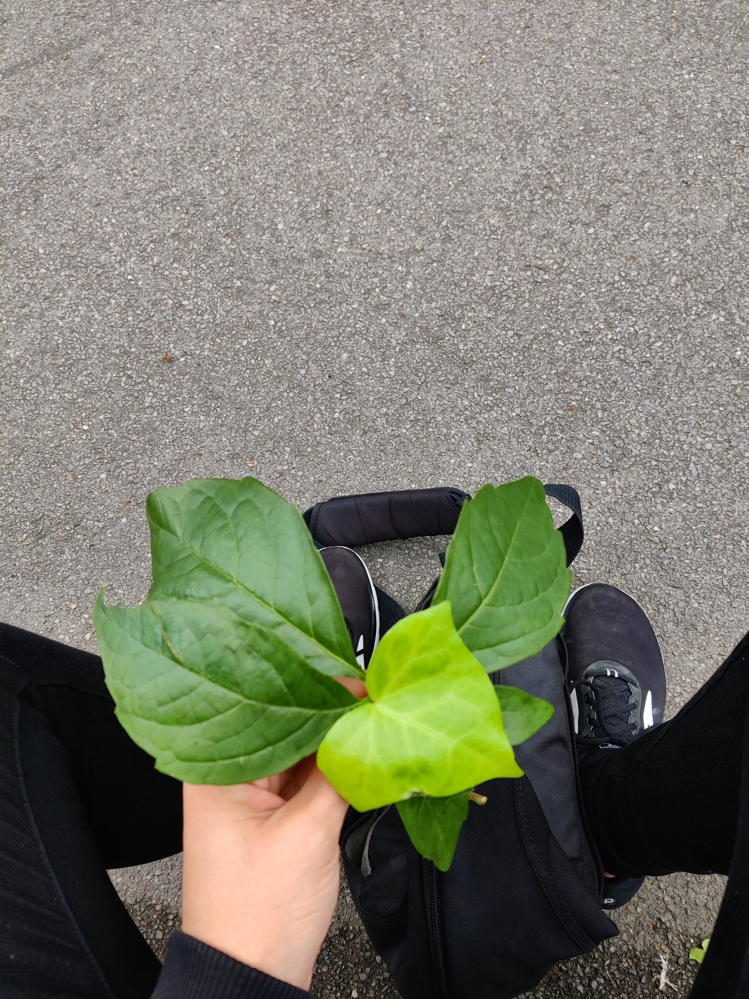 Photo of a person holding a leaf as part of Leaves by Elena Gallina