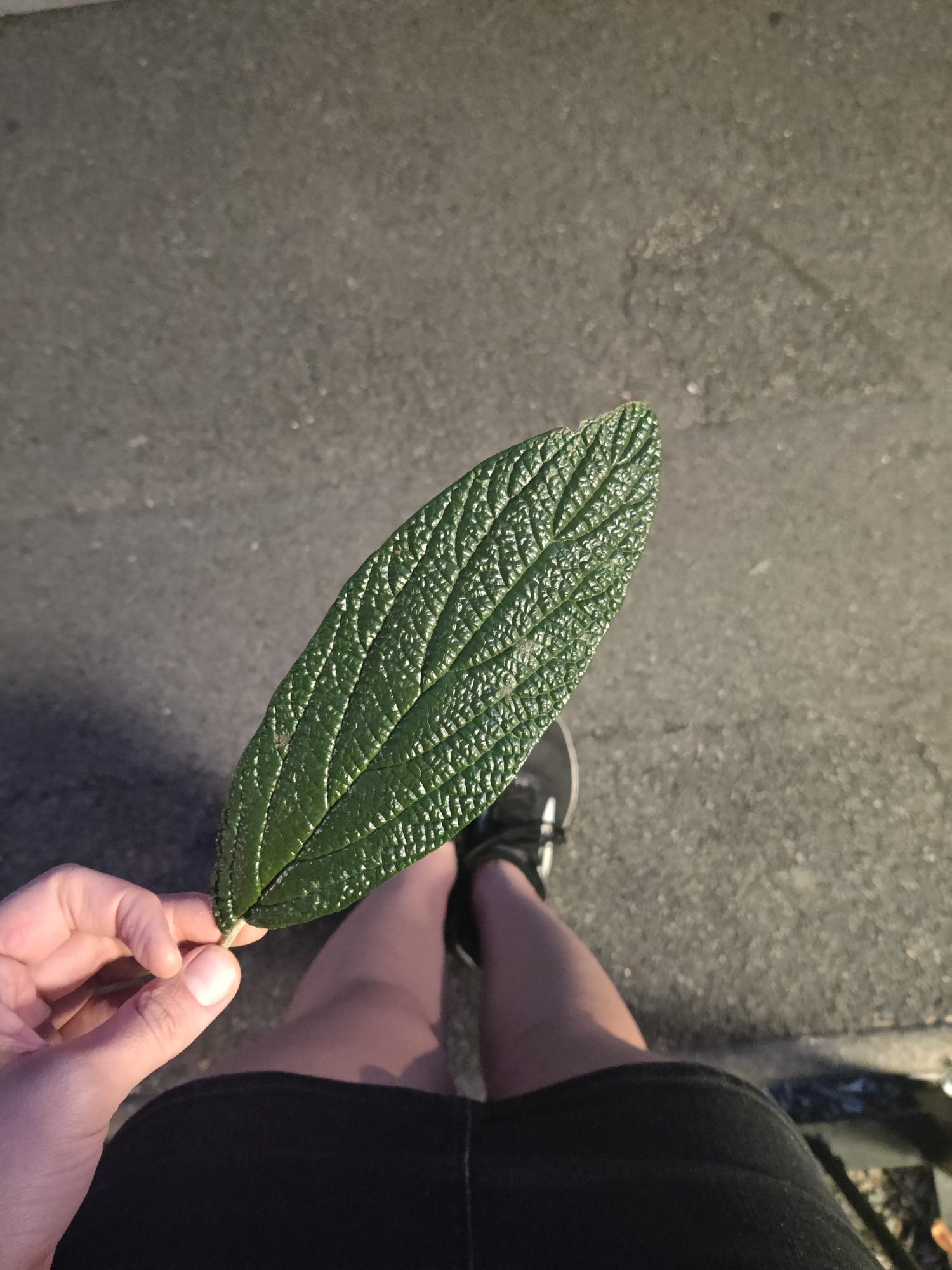 Photo of a person holding a leaf as part of Leaves by Elena Gallina
