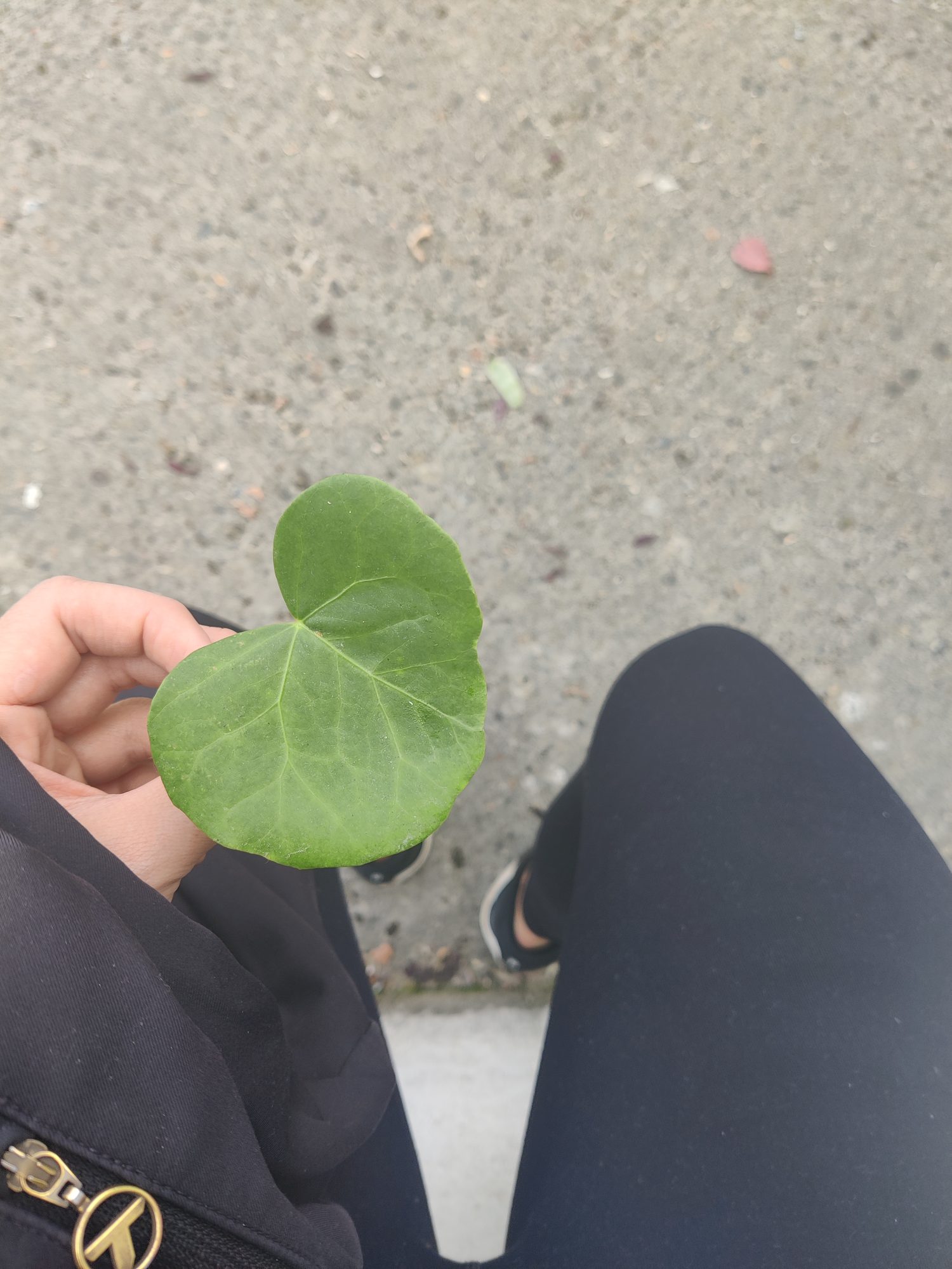 Photo of a person holding a leaf as part of Leaves by Elena Gallina