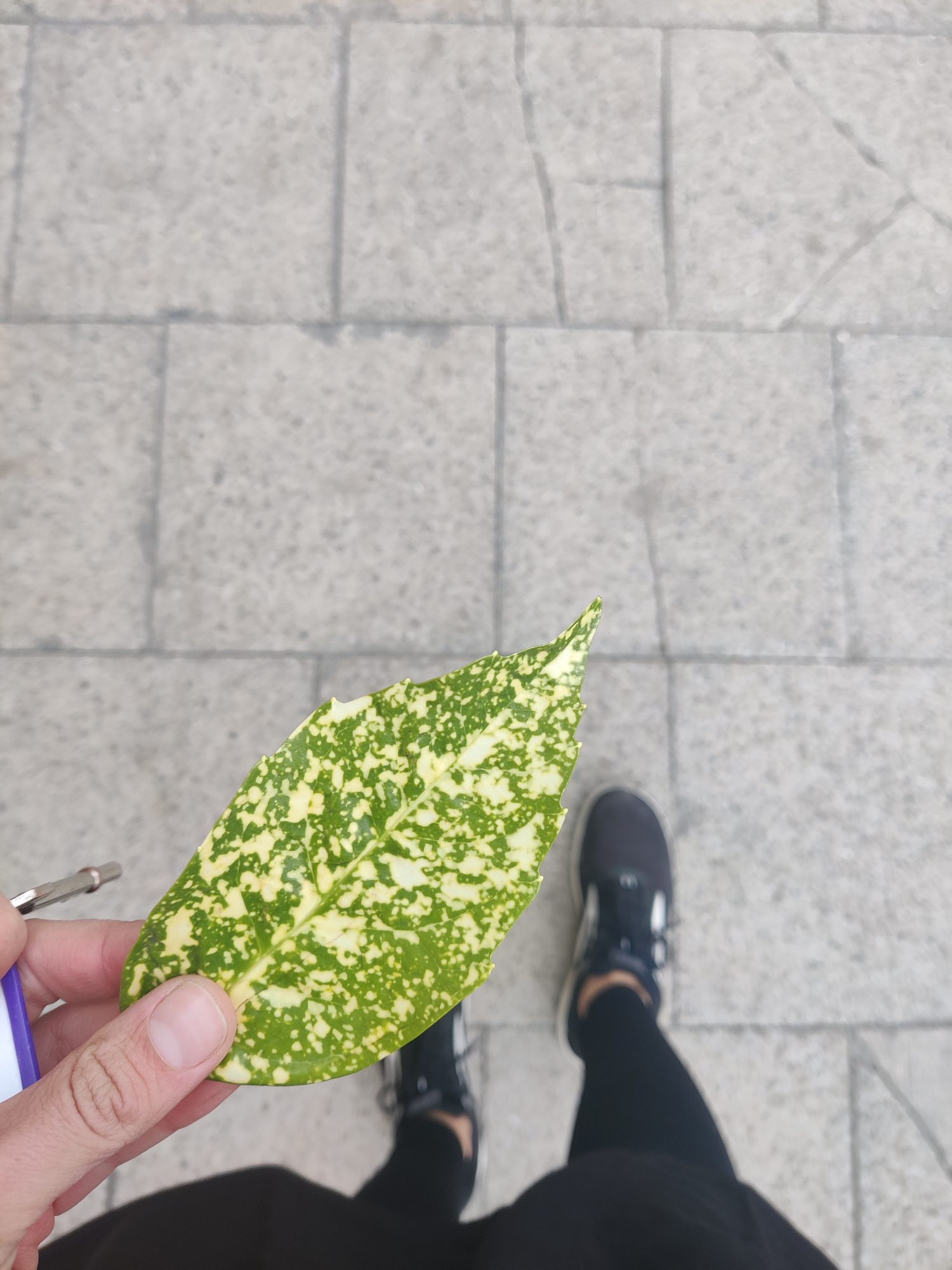Photo of a person holding a leaf as part of Leaves by Elena Gallina