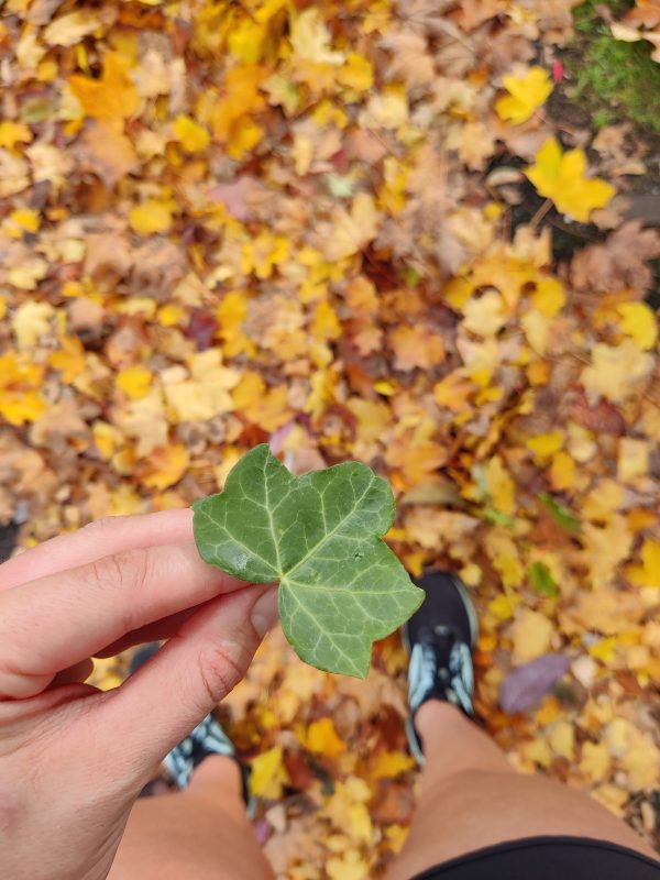 Photo of a person holding a leaf as part of Leaves by Elena Gallina